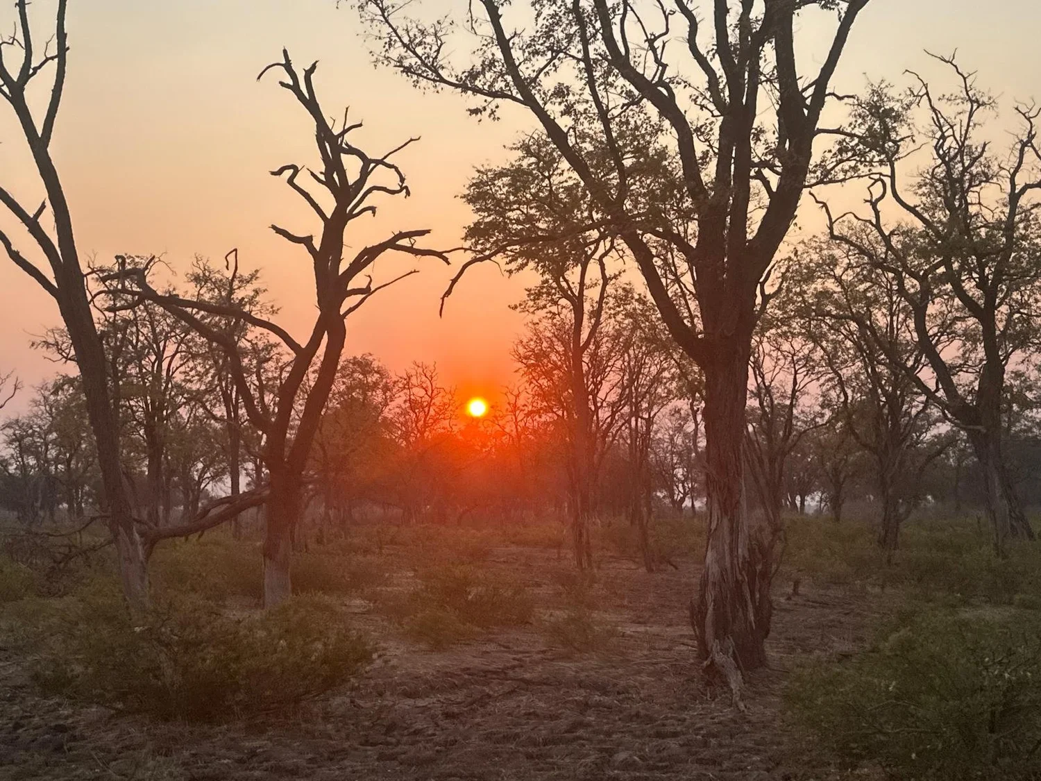 African woodland at sunset